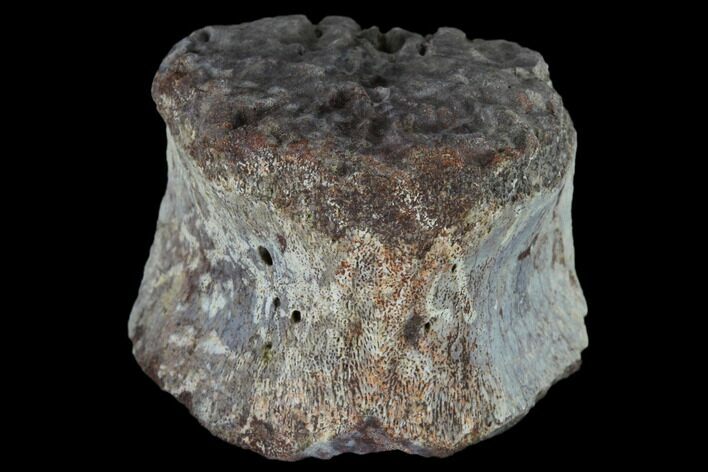 Unidentified, Partial Dinosaur Vertebra - Aguja Formation, Texas #116827